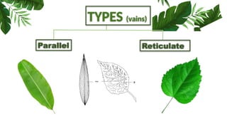 TYPES (vains)
Reticulate
Parallel
 