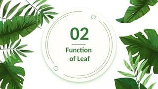 02
Function
of Leaf
 