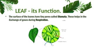 LEAF - its Function.
• The surface of the leaves have tiny pores called Stomata. These helps in the
Exchange of gases during Respiration.
 
