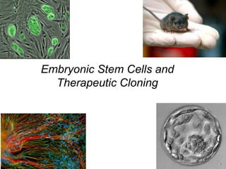 Embryonic Stem Cells and Therapeutic Cloning 