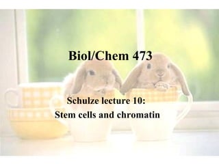 Biol/Chem 473 Schulze lecture 10:  Stem cells and chromatin 