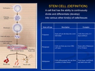STEM CELL (DEFINITION) A cell that has the ability to continuously  divide and differentiate (develop)  into various other kind(s) of cells/tissues  Fetal tissue, cord blood, and adult stem cells Cells differentiated, but can form a number of other tissues Multipotent Some cells of blastocyst (5 to 14 days) Cells can form any (over 200) cell types Pluripotent Cells from early (1-3 days) embryos Each cell can develop into a new individual Totipotent Examples Description Stem cell type 