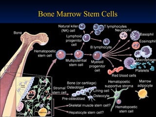 Bone Marrow Stem Cells 