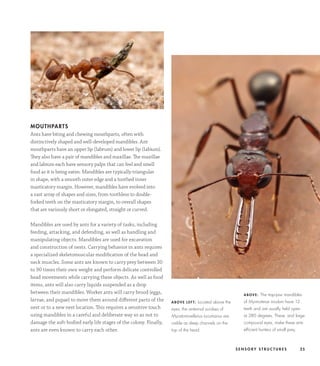 Ants A visual Guide 1st Edition Heather Campbell | PDF