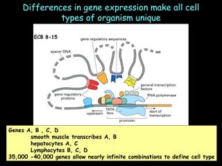 Differences in gene expression make all cell types of organism unique ECB 8-15 Genes A, B , C, D smooth muscle transcribes A, B hepatocytes A, C Lymphocytes B, C, D 35,000 -40,000 genes allow nearly infinite combinations to define cell type 