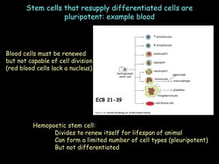 Stem cells that resupply differentiated cells are pluripotent: example blood Hemopoetic stem cell: Divides to renew itself for lifespan of animal Can form a limited number of cell types (pleuripotent) But not differentiated Blood cells must be renewed but not capable of cell division (red blood cells lack a nucleus) ECB 21-39 