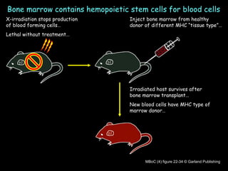 Bone marrow contains hemopoietic stem cells for blood cells Inject bone marrow from healthy donor of different MHC “tissue type”… X-irradiation stops production of blood forming cells… Lethal without treatment… Irradiated host survives after bone marrow transplant… New blood cells have MHC type of marrow donor… MBoC (4) figure 22-34 © Garland Publishing 