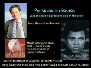 Parkinson’s disease Loss of dopamine-producing cells in the brain Goal: stem cell replacement Using embryonic stem cells from patient would eliminate risk of rejection Hope for treatment of diabetes, osteoarthritis etc. Mouse embryonic stem cells -- cured mouse Parkinson’s disease (model system) 