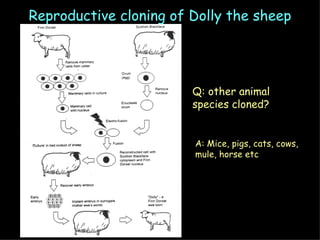Reproductive cloning of Dolly the sheep Q: other animal species cloned? A: Mice, pigs, cats, cows, mule, horse etc 