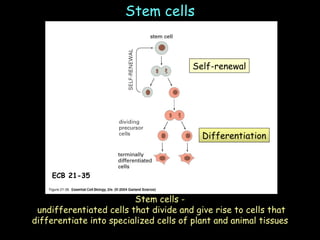 Stem cells Stem cells - undifferentiated cells that divide and give rise to cells that differentiate into specialized cells of plant and animal tissues Self-renewal Differentiation ECB 21-35 