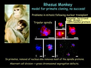 Rhesus Monkey   model for primate cloning, no success! Problems in mitosis following nuclear transplant Tripolar spindle Regular fertilized  egg.  Green = centrosome protein In primates, removal of nucleus also removes most of the spindle proteins. Aberrant cell division--> gross chromosomal segregation defects. 