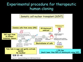 Experimental procedure for therapeutic human cloning ECB 21-41 Somatic cell nuclear transplant (SCNT) Cumulus cells from ovary (2N) Poke hole in eggs and gently extrude spindle No needles! Electrofusion of cells 242 eggs from 16 women: Voluntary donors 20 blastocyst embryos 1 ES line (much lower than 50% of blastocysts using IVF) 