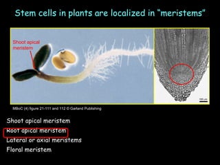 Stem cells in plants are localized in “meristems” MBoC (4) figure 21-111 and 112 © Garland Publishing Shoot apical meristem Root apical meristem Lateral or axial meristems Floral meristem Shoot apical meristem Shoot apical meristem 
