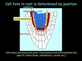 Cell fate in root is determined by position Meristem renewal Differentiation Cells leave meristem and enter files (colors) and differentiate into specific fates (stele, endodermis, cortex etc.) endodermis cortex stele 