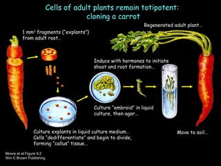 Cells of adult plants remain totipotent:  cloning a carrot Moore et al Figure 9.2  Wm C Brown Publishing 1 mm 3  fragments (“explants”) from adult root… Culture explants in liquid culture medium… Cells “dedifferentiate” and begin to divide, forming “callus” tissue… Induce with hormones to initiate shoot and root formation… Culture “embroid” in liquid culture, then agar… Move to soil… Regenerated adult plant… 