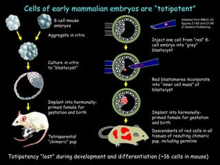 Cells of early mammalian embryos are “totipotent” Totipotency “lost” during development and differentiation (~16 cells in mouse) 8-cell mouse embryos Culture  in vitro  to “blastocyst” Aggregate in vitro Implant into hormonally-primed female for gestation and birth Tetraparental “chimeric” pup Red blastomeres incorporate into “inner cell mass” of blastocyst Inject one cell from “red” 8-cell embryo into “grey” blastocyst Implant into hormonally-primed female for gestation and birth Descendants of red cells in all tissues of resulting chimeric pup, including germline Adapted from MBoC (4) figures 21-85 and 21-86 © Garland Publishing 