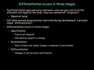 Differentiation occurs in three stages Fertilized animal eggs and early embryonic cells can give rise to all the different cell types of the body, they are considered  “totipotent.” Identical twins Cell fates become progressively restricted during development, a process called  “differentiation.”   Differentiation occurs in three stages Specification Fate is not absolute Cell identity subject to change Determination Fate is fixed, and cannot change in response to environment Differentiation Changes in cell structure and function 