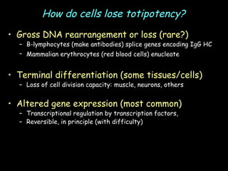 How do cells lose totipotency? Gross DNA rearrangement or loss (rare?) B-lymphocytes (make antibodies) splice genes encoding IgG HC Mammalian erythrocytes (red blood cells) enucleate   Terminal differentiation (some tissues/cells) Loss of cell division capacity: muscle, neurons, others Altered gene expression (most common) Transcriptional regulation by transcription factors, Reversible, in principle (with difficulty) 