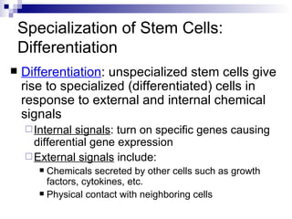 Specialization of Stem Cells: Differentiation Differentiation : unspecialized stem cells give rise to specialized (differentiated) cells in response to external and internal chemical signals Internal signals : turn on specific genes causing differential gene expression External signals  include: Chemicals secreted by other cells such as growth factors, cytokines, etc. Physical contact with neighboring cells 