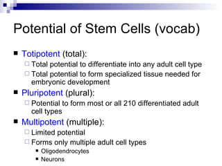 Potential of Stem Cells (vocab) Totipotent  (total): Total potential to differentiate into any adult cell type Total potential to form specialized tissue needed for embryonic development Pluripotent  (plural): Potential to form most or all 210 differentiated adult cell types Multipotent  (multiple): Limited potential Forms only multiple adult cell types Oligodendrocytes Neurons 