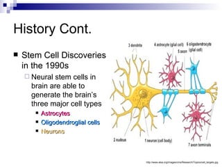 History Cont. Stem Cell Discoveries in the 1990s Neural stem cells in brain are able to generate the brain’s three major cell types Astrocytes Oligodendroglial cells Neurons http://www.alsa.org/images/cms/Research/Topics/cell_targets.jpg 