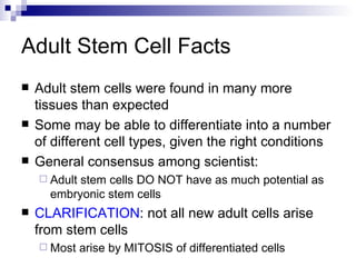 Adult Stem Cell Facts Adult stem cells were found in many more tissues than expected Some may be able to differentiate into a number of different cell types, given the right conditions General consensus among scientist: Adult stem cells DO NOT have as much potential as embryonic stem cells CLARIFICATION : not all new adult cells arise from stem cells Most arise by MITOSIS of differentiated cells 