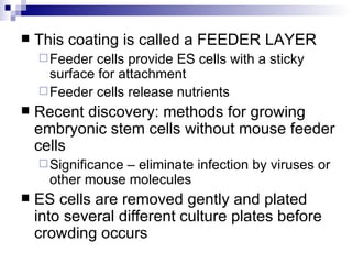 This coating is called a FEEDER LAYER Feeder cells provide ES cells with a sticky surface for attachment Feeder cells release nutrients Recent discovery: methods for growing embryonic stem cells without mouse feeder cells Significance – eliminate infection by viruses or other mouse molecules ES cells are removed gently and plated into several different culture plates before crowding occurs 