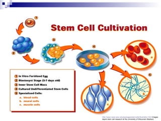 http://www.news.wisc.edu/packages/stemcells/illustration.html  Images depict stem cell research at the University of Wisconsin Madison. 