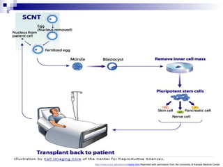 http://www. kumc . edu / stemcell /early.html   Reprinted with permission from the University of Kansas Medical Center. 