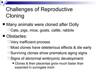 Challenges of Reproductive Cloning Many animals were cloned after Dolly  Cats, pigs, mice, goats, cattle, rabbits Obstacles: Very inefficient process Most clones have deleterious effects & die early Surviving clones show premature aging signs Signs of abnormal embryonic development: Clones & their placentas grow much faster than expected in surrogate mom 