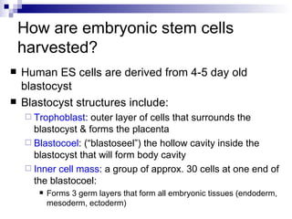 How are embryonic stem cells harvested? Human ES cells are derived from 4-5 day old blastocyst Blastocyst structures include: Trophoblast : outer layer of cells that surrounds the blastocyst & forms the placenta Blastocoel : (“blastoseel”) the hollow cavity inside the blastocyst that will form body cavity Inner cell mass : a group of approx. 30 cells at one end of the blastocoel: Forms 3 germ layers that form all embryonic tissues (endoderm, mesoderm, ectoderm) 