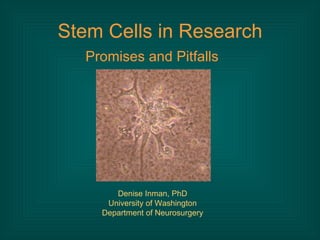 Stem Cells in Research ,[object Object],Denise Inman, PhD University of Washington Department of Neurosurgery 