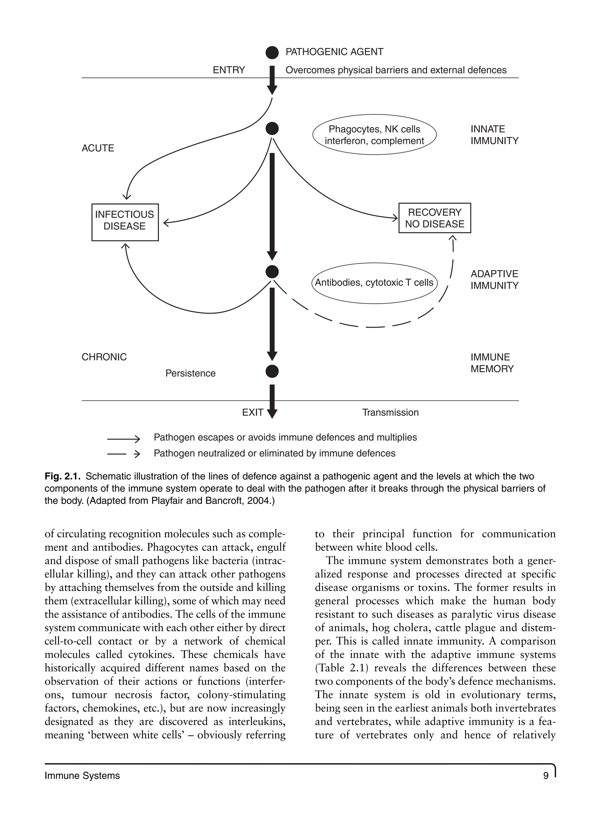 Immune Systems 9
of circulating recognition molecules such as comple-
ment and antibodies. Phagocytes can attack, engulf
and dispose of small pathogens like bacteria (intrac-
ellular killing), and they can attack other pathogens
by attaching themselves from the outside and killing
them (extracellular killing), some of which may need
the assistance of antibodies. The cells of the immune
system communicate with each other either by direct
cell-to-cell contact or by a network of chemical
molecules called cytokines. These chemicals have
historically acquired different names based on the
observation of their actions or functions (interfer-
ons, tumour necrosis factor, colony-stimulating
factors, chemokines, etc.), but are now increasingly
designated as they are discovered as interleukins,
meaning ‘between white cells’ – obviously referring
to their principal function for communication
between white blood cells.
The immune system demonstrates both a gener-
alized response and processes directed at specific
disease organisms or toxins. The former results in
general processes which make the human body
resistant to such diseases as paralytic virus disease
of animals, hog cholera, cattle plague and distem-
per. This is called innate immunity. A comparison
of the innate with the adaptive immune systems
(Table 2.1) reveals the differences between these
two components of the body’s defence mechanisms.
The innate system is old in evolutionary terms,
being seen in the earliest animals both invertebrates
and vertebrates, while adaptive immunity is a fea-
ture of vertebrates only and hence of relatively
INFECTIOUS
DISEASE
RECOVERY
NO DISEASE
Antibodies, cytotoxic T cells
Phagocytes, NK cells
interferon, complement
PATHOGENIC AGENT
Overcomes physical barriers and external defences
ENTRY
INNATE
IMMUNITY
ACUTE
CHRONIC
Persistence
EXIT Transmission
Pathogen escapes or avoids immune defences and multiplies
Pathogen neutralized or eliminated by immune defences
ADAPTIVE
IMMUNITY
IMMUNE
MEMORY
Fig. 2.1. Schematic illustration of the lines of defence against a pathogenic agent and the levels at which the two
components of the immune system operate to deal with the pathogen after it breaks through the physical barriers of
the body. (Adapted from Playfair and Bancroft, 2004.)
 