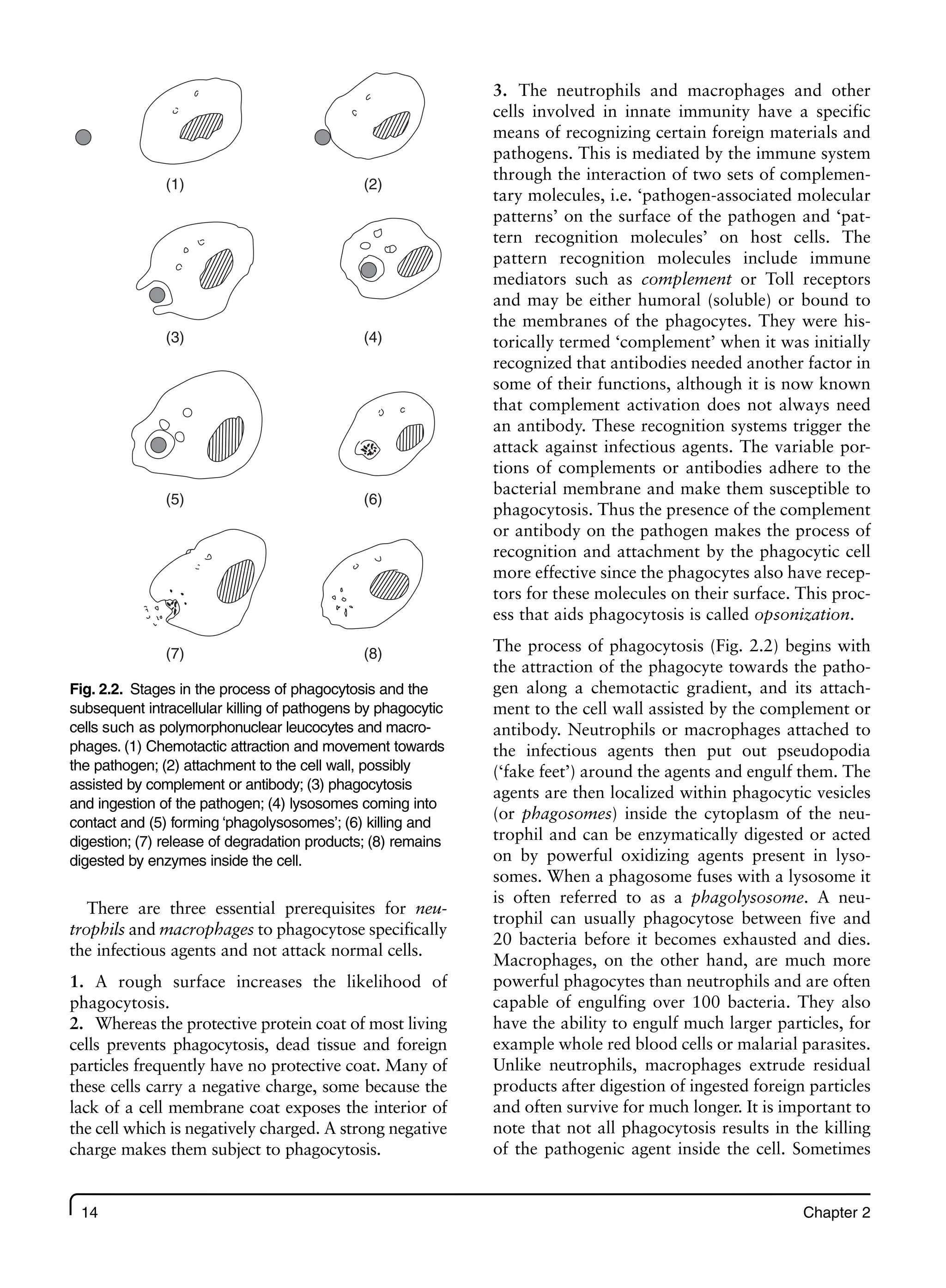 14 Chapter 2
There are three essential prerequisites for neu-
trophils and macrophages to phagocytose specifically
the infectious agents and not attack normal cells.
1. A rough surface increases the likelihood of
phagocytosis.
2. Whereas the protective protein coat of most living
cells prevents phagocytosis, dead tissue and foreign
particles frequently have no protective coat. Many of
these cells carry a negative charge, some because the
lack of a cell membrane coat exposes the interior of
the cell which is negatively charged. A strong negative
charge makes them subject to phagocytosis.
3. The neutrophils and macrophages and other
cells involved in innate immunity have a specific
means of recognizing certain foreign materials and
pathogens. This is mediated by the immune system
through the interaction of two sets of complemen-
tary molecules, i.e. ‘pathogen-associated molecular
patterns’ on the surface of the pathogen and ‘pat-
tern recognition molecules’ on host cells. The
pattern recognition molecules include immune
mediators such as complement or Toll receptors
and may be either humoral (soluble) or bound to
the membranes of the phagocytes. They were his-
torically termed ‘complement’ when it was initially
recognized that antibodies needed another factor in
some of their functions, although it is now known
that complement activation does not always need
an antibody. These recognition systems trigger the
attack against infectious agents. The variable por-
tions of complements or antibodies adhere to the
bacterial membrane and make them susceptible to
phagocytosis. Thus the presence of the complement
or antibody on the pathogen makes the process of
recognition and attachment by the phagocytic cell
more effective since the phagocytes also have recep-
tors for these molecules on their surface. This proc-
ess that aids phagocytosis is called opsonization.
The process of phagocytosis (Fig. 2.2) begins with
the attraction of the phagocyte towards the patho-
gen along a chemotactic gradient, and its attach-
ment to the cell wall assisted by the complement or
antibody. Neutrophils or macrophages attached to
the infectious agents then put out pseudopodia
(‘fake feet’) around the agents and engulf them. The
agents are then localized within phagocytic vesicles
(or phagosomes) inside the cytoplasm of the neu-
trophil and can be enzymatically digested or acted
on by powerful oxidizing agents present in lyso-
somes. When a phagosome fuses with a lysosome it
is often referred to as a phagolysosome. A neu-
trophil can usually phagocytose between five and
20 bacteria before it becomes exhausted and dies.
Macrophages, on the other hand, are much more
powerful phagocytes than neutrophils and are often
capable of engulfing over 100 bacteria. They also
have the ability to engulf much larger particles, for
example whole red blood cells or malarial parasites.
Unlike neutrophils, macrophages extrude residual
products after digestion of ingested foreign particles
and often survive for much longer. It is important to
note that not all phagocytosis results in the killing
of the pathogenic agent inside the cell. Sometimes
(1) (2)
(3) (4)
(5) (6)
(7) (8)
Fig. 2.2. Stages in the process of phagocytosis and the
subsequent intracellular killing of pathogens by phagocytic
cells such as polymorphonuclear leucocytes and macro-
phages. (1) Chemotactic attraction and movement towards
the pathogen; (2) attachment to the cell wall, possibly
assisted by complement or antibody; (3) phagocytosis
and ingestion of the pathogen; (4) lysosomes coming into
contact and (5) forming ‘phagolysosomes’; (6) killing and
digestion; (7) release of degradation products; (8) remains
digested by enzymes inside the cell.
 