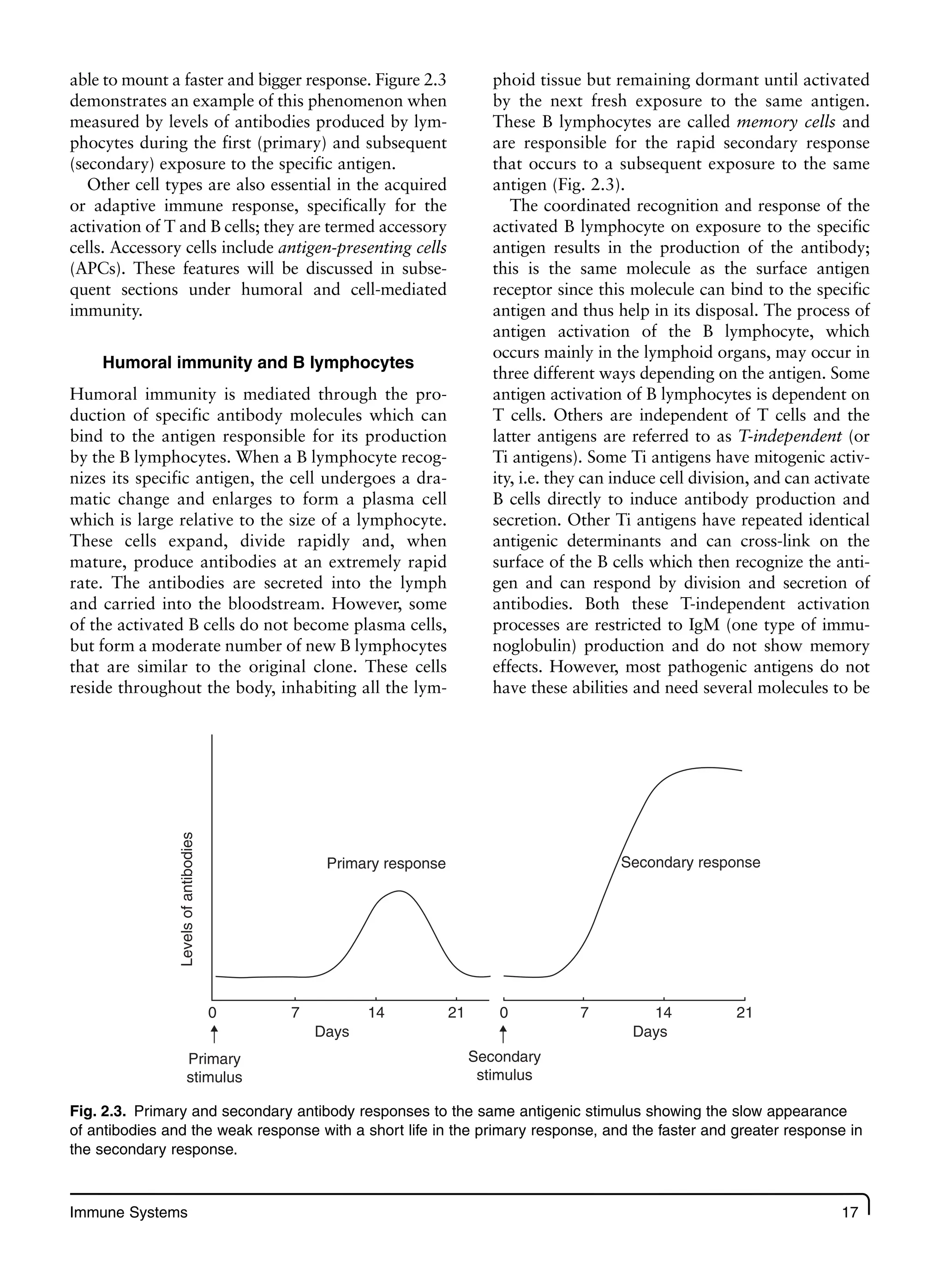 Immune Systems 17
able to mount a faster and bigger response. Figure 2.3
demonstrates an example of this phenomenon when
measured by levels of antibodies produced by lym-
phocytes during the first (primary) and subsequent
(secondary) exposure to the specific antigen.
Other cell types are also essential in the acquired
or adaptive immune response, specifically for the
activation of T and B cells; they are termed accessory
cells. Accessory cells include antigen-presenting cells
(APCs). These features will be discussed in subse-
quent sections under humoral and cell-mediated
immunity.
Humoral immunity and B lymphocytes
Humoral immunity is mediated through the pro-
duction of specific antibody molecules which can
bind to the antigen responsible for its production
by the B lymphocytes. When a B lymphocyte recog-
nizes its specific antigen, the cell undergoes a dra-
matic change and enlarges to form a plasma cell
which is large relative to the size of a lymphocyte.
These cells expand, divide rapidly and, when
mature, produce antibodies at an extremely rapid
rate. The antibodies are secreted into the lymph
and carried into the bloodstream. However, some
of the activated B cells do not become plasma cells,
but form a moderate number of new B lymphocytes
that are similar to the original clone. These cells
reside throughout the body, inhabiting all the lym-
phoid tissue but remaining dormant until activated
by the next fresh exposure to the same antigen.
These B lymphocytes are called memory cells and
are responsible for the rapid secondary response
that occurs to a subsequent exposure to the same
antigen (Fig. 2.3).
The coordinated recognition and response of the
activated B lymphocyte on exposure to the specific
antigen results in the production of the antibody;
this is the same molecule as the surface antigen
receptor since this molecule can bind to the specific
antigen and thus help in its disposal. The process of
antigen activation of the B lymphocyte, which
occurs mainly in the lymphoid organs, may occur in
three different ways depending on the antigen. Some
antigen activation of B lymphocytes is dependent on
T cells. Others are independent of T cells and the
latter antigens are referred to as T-independent (or
Ti antigens). Some Ti antigens have mitogenic activ-
ity, i.e. they can induce cell division, and can activate
B cells directly to induce antibody production and
secretion. Other Ti antigens have repeated identical
antigenic determinants and can cross-link on the
surface of the B cells which then recognize the anti-
gen and can respond by division and secretion of
antibodies. Both these T-independent activation
processes are restricted to IgM (one type of immu-
noglobulin) production and do not show memory
effects. However, most pathogenic antigens do not
have these abilities and need several molecules to be
0 7 14 21 0 7 14 21
Primary
stimulus
Secondary
stimulus
Primary response
Levels
of
antibodies
Secondary response
Days Days
Fig. 2.3. Primary and secondary antibody responses to the same antigenic stimulus showing the slow appearance
of antibodies and the weak response with a short life in the primary response, and the faster and greater response in
the secondary response.
 