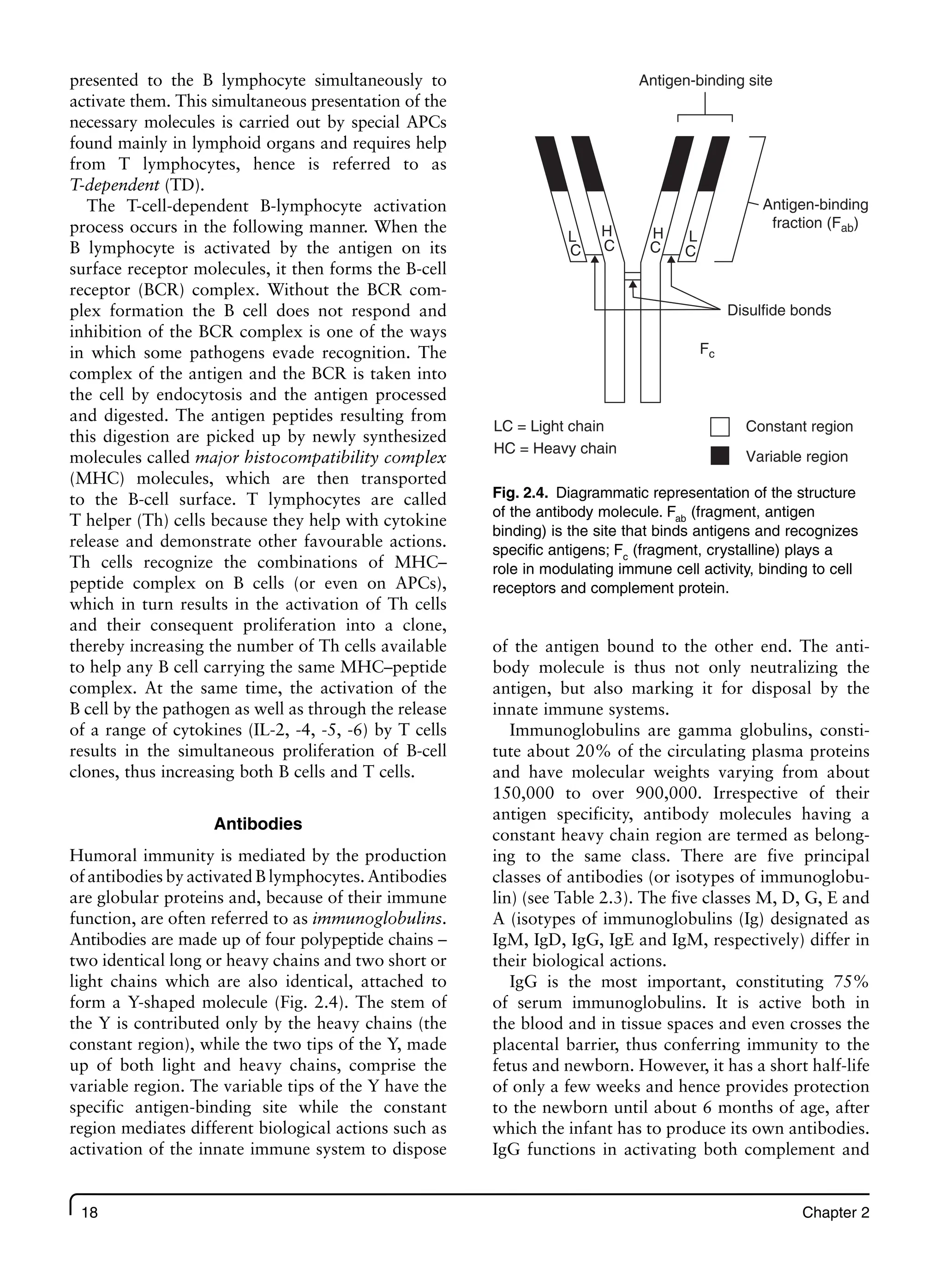 18 Chapter 2
presented to the B lymphocyte simultaneously to
activate them. This simultaneous presentation of the
necessary molecules is carried out by special APCs
found mainly in lymphoid organs and requires help
from T lymphocytes, hence is referred to as
T-dependent (TD).
The T-cell-dependent B-lymphocyte activation
process occurs in the following manner. When the
B lymphocyte is activated by the antigen on its
surface receptor molecules, it then forms the B-cell
receptor (BCR) complex. Without the BCR com-
plex formation the B cell does not respond and
inhibition of the BCR complex is one of the ways
in which some pathogens evade recognition. The
complex of the antigen and the BCR is taken into
the cell by endocytosis and the antigen processed
and digested. The antigen peptides resulting from
this digestion are picked up by newly synthesized
molecules called major histocompatibility complex
(MHC) molecules, which are then transported
to the B-cell surface. T lymphocytes are called
T helper (Th) cells because they help with cytokine
release and demonstrate other favourable actions.
Th cells recognize the combinations of MHC–
peptide complex on B cells (or even on APCs),
which in turn results in the activation of Th cells
and their consequent proliferation into a clone,
thereby increasing the number of Th cells available
to help any B cell carrying the same MHC–peptide
complex. At the same time, the activation of the
B cell by the pathogen as well as through the release
of a range of cytokines (IL-2, -4, -5, -6) by T cells
results in the simultaneous proliferation of B-cell
clones, thus increasing both B cells and T cells.
Antibodies
Humoral immunity is mediated by the production
of antibodies by activated B lymphocytes. Antibodies
are globular proteins and, because of their immune
function, are often referred to as immunoglobulins.
Antibodies are made up of four polypeptide chains –
two identical long or heavy chains and two short or
light chains which are also identical, attached to
form a Y-shaped molecule (Fig. 2.4). The stem of
the Y is contributed only by the heavy chains (the
constant region), while the two tips of the Y, made
up of both light and heavy chains, comprise the
variable region. The variable tips of the Y have the
specific antigen-binding site while the constant
region mediates different biological actions such as
activation of the innate immune system to dispose
of the antigen bound to the other end. The anti-
body molecule is thus not only neutralizing the
antigen, but also marking it for disposal by the
innate immune systems.
Immunoglobulins are gamma globulins, consti-
tute about 20% of the circulating plasma proteins
and have molecular weights varying from about
150,000 to over 900,000. Irrespective of their
antigen specificity, antibody molecules having a
constant heavy chain region are termed as belong-
ing to the same class. There are five principal
classes of antibodies (or isotypes of immunoglobu-
lin) (see Table 2.3). The five classes M, D, G, E and
A (isotypes of immunoglobulins (Ig) designated as
IgM, IgD, IgG, IgE and IgM, respectively) differ in
their biological actions.
IgG is the most important, constituting 75%
of serum immunoglobulins. It is active both in
the blood and in tissue spaces and even crosses the
placental barrier, thus conferring immunity to the
fetus and newborn. However, it has a short half-life
of only a few weeks and hence provides protection
to the newborn until about 6 months of age, after
which the infant has to produce its own antibodies.
IgG functions in activating both complement and
Antigen-binding site
Disulfide bonds
Fc
Antigen-binding
fraction (Fab)
L
LC = Light chain Constant region
Variable region
HC = Heavy chain
L
H H
C C C C
Fig. 2.4. Diagrammatic representation of the structure
of the antibody molecule. Fab
(fragment, antigen
binding) is the site that binds antigens and recognizes
specific antigens; Fc
(fragment, crystalline) plays a
role in modulating immune cell activity, binding to cell
receptors and complement protein.
 