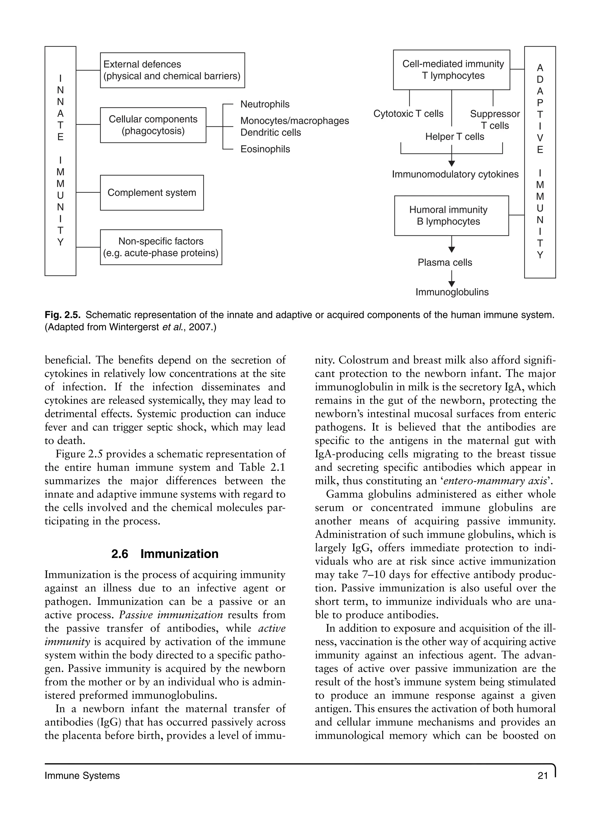 Immune Systems 21
beneficial. The benefits depend on the secretion of
cytokines in relatively low concentrations at the site
of infection. If the infection disseminates and
cytokines are released systemically, they may lead to
detrimental effects. Systemic production can induce
fever and can trigger septic shock, which may lead
to death.
Figure 2.5 provides a schematic representation of
the entire human immune system and Table 2.1
summarizes the major differences between the
innate and adaptive immune systems with regard to
the cells involved and the chemical molecules par-
ticipating in the process.
2.6 Immunization
Immunization is the process of acquiring immunity
against an illness due to an infective agent or
pathogen. Immunization can be a passive or an
active process. Passive immunization results from
the passive transfer of antibodies, while active
immunity is acquired by activation of the immune
system within the body directed to a specific patho-
gen. Passive immunity is acquired by the newborn
from the mother or by an individual who is admin-
istered preformed immunoglobulins.
In a newborn infant the maternal transfer of
antibodies (IgG) that has occurred passively across
the placenta before birth, provides a level of immu-
nity. Colostrum and breast milk also afford signifi-
cant protection to the newborn infant. The major
immunoglobulin in milk is the secretory IgA, which
remains in the gut of the newborn, protecting the
newborn’s intestinal mucosal surfaces from enteric
pathogens. It is believed that the antibodies are
specific to the antigens in the maternal gut with
IgA-producing cells migrating to the breast tissue
and secreting specific antibodies which appear in
milk, thus constituting an ‘entero-mammary axis’.
Gamma globulins administered as either whole
serum or concentrated immune globulins are
another means of acquiring passive immunity.
Administration of such immune globulins, which is
largely IgG, offers immediate protection to indi-
viduals who are at risk since active immunization
may take 7–10 days for effective antibody produc-
tion. Passive immunization is also useful over the
short term, to immunize individuals who are una-
ble to produce antibodies.
In addition to exposure and acquisition of the ill-
ness, vaccination is the other way of acquiring active
immunity against an infectious agent. The advan-
tages of active over passive immunization are the
result of the host’s immune system being stimulated
to produce an immune response against a given
antigen. This ensures the activation of both humoral
and cellular immune mechanisms and provides an
immunological memory which can be boosted on
External defences
(physical and chemical barriers)
Cell-mediated immunity
T lymphocytes
Helper T cells
Immunomodulatory cytokines
Humoral immunity
B lymphocytes
Plasma cells
Immunoglobulins
I
N
N
A
T
E
I
M
M
U
N
I
T
Y
A
D
A
P
T
I
V
E
I
M
M
U
N
I
T
Y
Cytotoxic T cells Suppressor
T cells
Neutrophils
Monocytes/macrophages
Dendritic cells
Eosinophils
Cellular components
(phagocytosis)
Complement system
Non-specific factors
(e.g. acute-phase proteins)
Fig. 2.5. Schematic representation of the innate and adaptive or acquired components of the human immune system.
(Adapted from Wintergerst et al., 2007.)
 