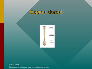 Autor: Feña
Descarga ofrecida por www.prevention-world.com
Espina dorsalEspina dorsal
 