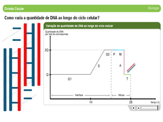 1189284184 divisao celular