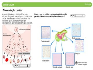 1189284184 divisao celular