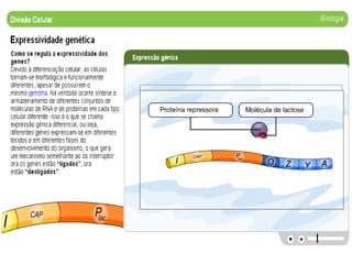 1189284184 divisao celular