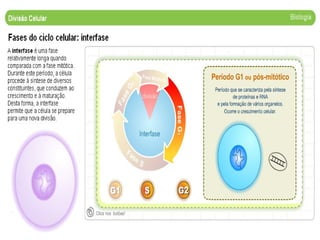 1189284184 divisao celular