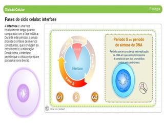 1189284184 divisao celular