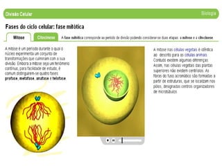 1189284184 divisao celular