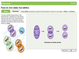 1189284184 divisao celular