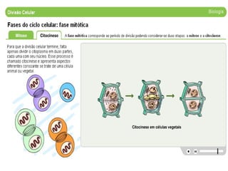 1189284184 divisao celular