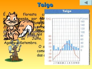 Taiga
É    uma    floresta    constituída
essencialmente por Abundam roedores como os
                       pinheiros e
    Região    onde esquilos. Alimentam-se de
abetos, constituindo a afloresta de
coníferas. (árvores é de folha
pluviosidade         sementes     e   servem    de
constante todo o ano, sementes
persistente que geramalimento a muitos predadores!
sendo mais intensa nos
no interior de pinhas)
meses      de     Julho,
Agosto e Setembro.
                      O alce sobrevive, no Inverno
                     comendo folhas dos troncos
                     das árvores.
 