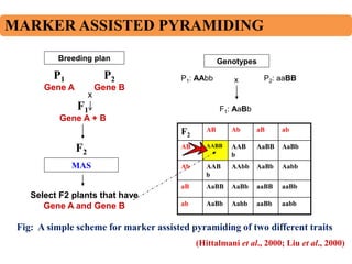 119. Gene Pyramiding A Strategy for Durable Crop Protection in ...