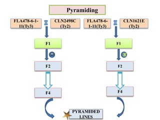 Pyramiding Sample Computation 119. Gene Pyramiding A Strategy for Durable Crop Protection in ...