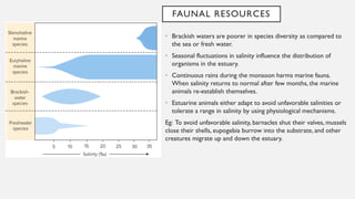 FAUNAL RESOURCES
• Brackish waters are poorer in species diversity as compared to
the sea or fresh water.
• Seasonal fluctuations in salinity influence the distribution of
organisms in the estuary.
• Continuous rains during the monsoon harms marine fauna.
When salinity returns to normal after few months, the marine
animals re-establish themselves.
• Estuarine animals either adapt to avoid unfavorable salinities or
tolerate a range in salinity by using physiological mechanisms.
Eg: To avoid unfavorable salinity, barnacles shut their valves, mussels
close their shells, eupogebia burrow into the substrate, and other
creatures migrate up and down the estuary.
 
